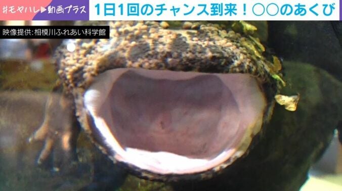 オオサンショウウオ