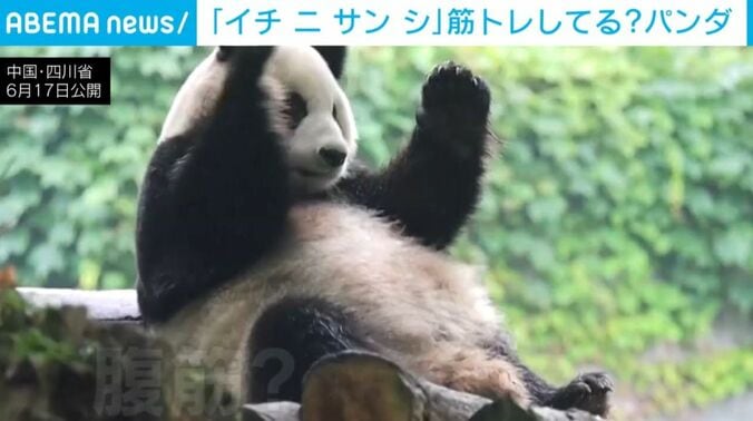 パンダ
