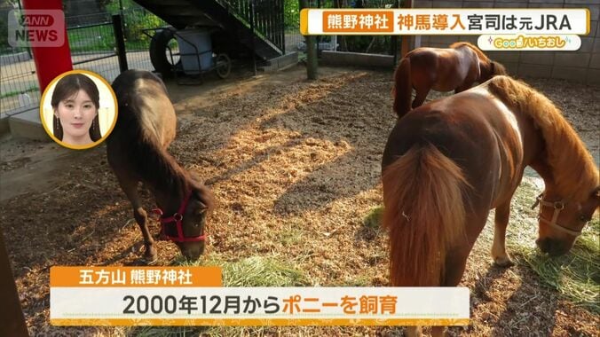 ポニーの神馬を導入