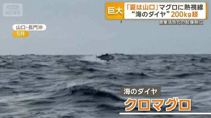 “海のダイヤ”クロマグロ