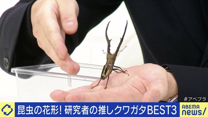 メタリフェルホソアカクワガタ