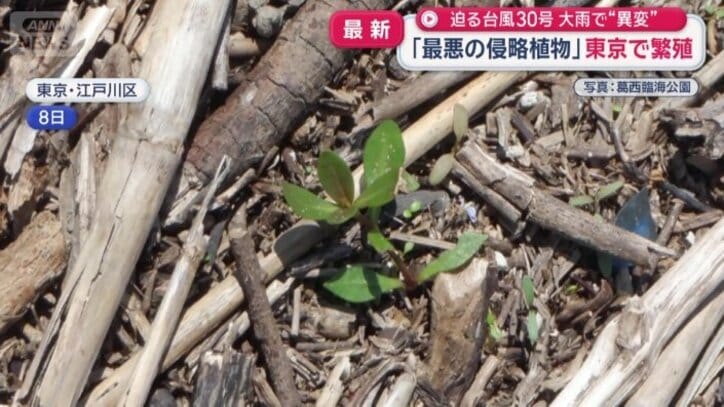隠れていた茎から芽や根っこが生えてきた