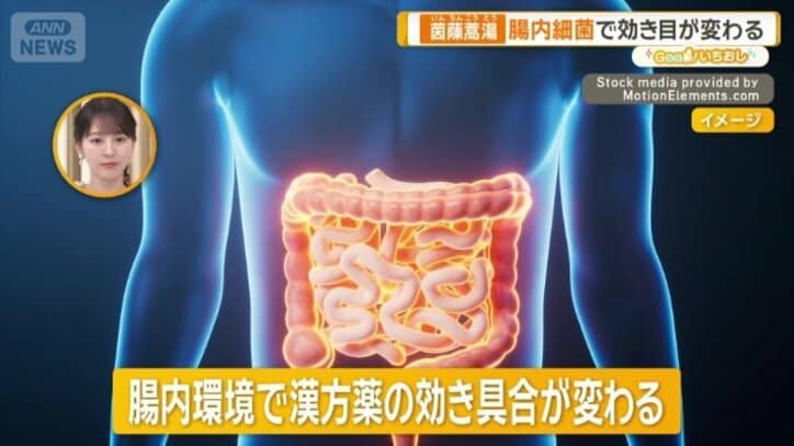 腸内環境で漢方薬の効き具合が変わる