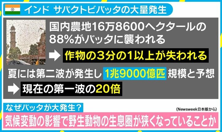 インドを襲う“コロナ禍×バッタ禍”のダブルパンチ 「最悪のタイミングだ」