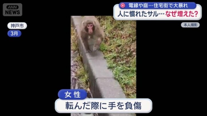 サルは突然、こちらを向いて一気に迫ってきた
