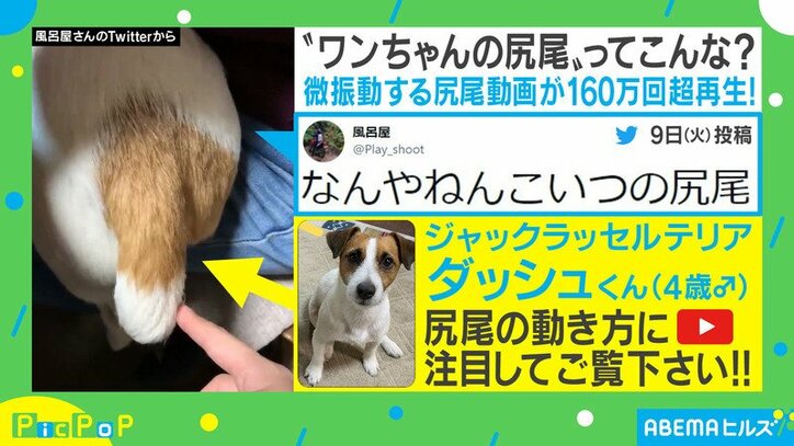 バネが入ってる 微振動する 犬の尻尾 に再生数160万超の反響 機嫌の良し悪しは 投稿主を取材 国内 Abema Times