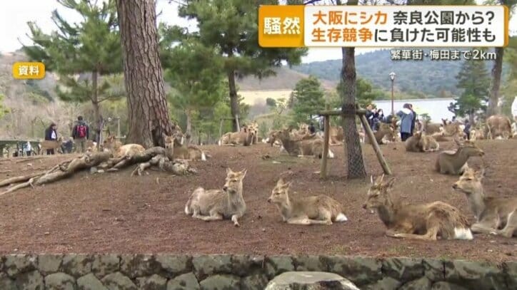 奈良公園内のシカ