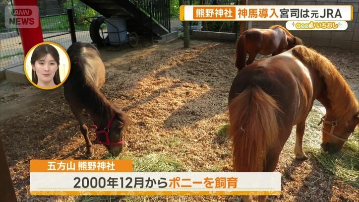 ポニーの神馬を導入