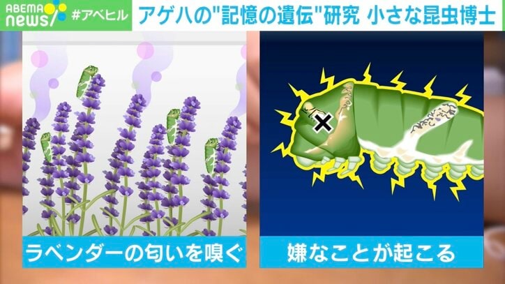 【写真・画像】「蝶は神様です」…10歳少年の「アゲハの“記憶の遺伝”研究」に世界が驚愕! “海外の大学教授に手紙を送る積極性”にも脱帽 2枚目