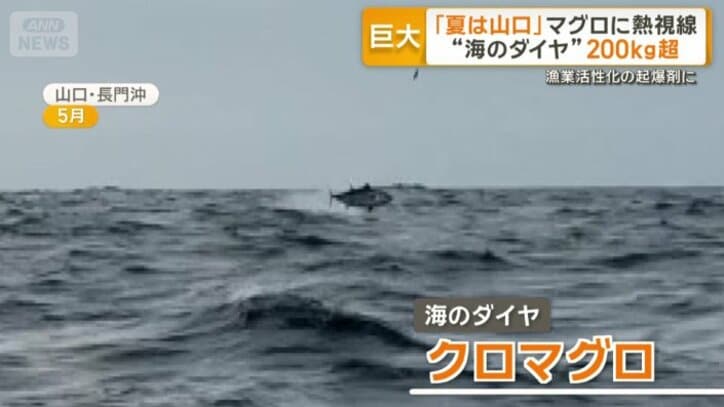 “海のダイヤ”クロマグロ