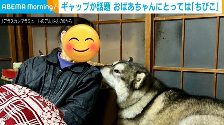 アラスカン・マラミュートのアルくん（2歳）