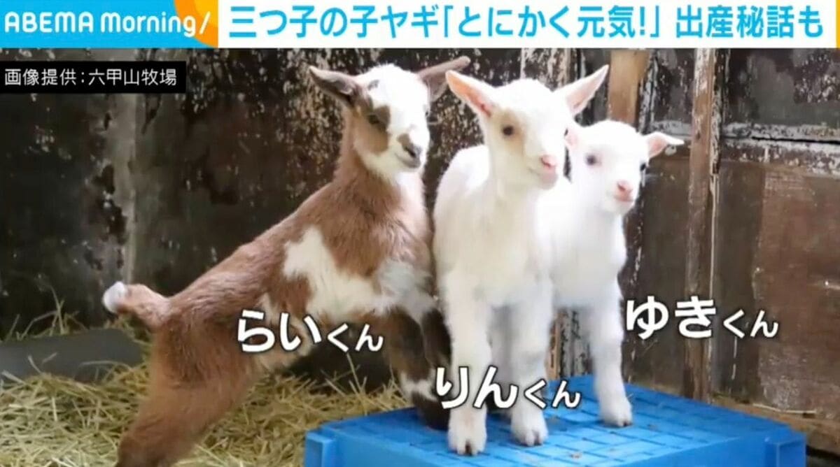 とにかく元気すぎる“生後1週間”の三つ子の子ヤギ 出産秘話に「この子