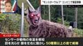 「めっちゃ怖い」クマを撃退する“モンスターウルフ” コンビニで実証実験