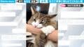 飼い主が実家に帰るのを全力で阻止する猫、何度も引き止め…必死すぎる表情が「かわいくてたまらん」と話題に