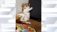 【映像】ビビりまくる→なぜか仰向けになる猫