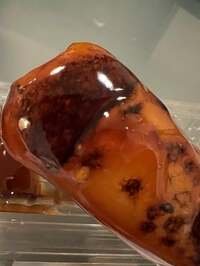 藤あや子『本日の別腹』