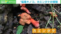【映像】炎の形をした猛毒キノコ「カエンタケ」