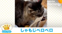【映像】夕食前に猫がとった“驚きの行動”