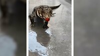 【映像】巨大トカゲの不器用すぎる食事シーン