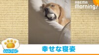 【映像】ボールをくわえたまま爆睡する犬