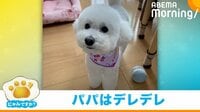 【映像】飼い主パパを“下に見ている”犬 マッサージを要求してくる姿が話題