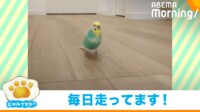【映像】飛ぶよりも走る派？セキセイインコのダッシュ