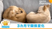 【映像】新入りに威嚇する先住犬 3カ月後の関係