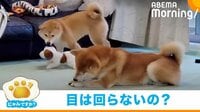 【映像】豆柴がぬいぐるみを“ブルンブルン” 何度も兄の顔面に激突もノンストップ