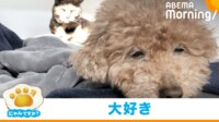【映像】トイプーを見つめる猫(近くで寄り添う姿も)