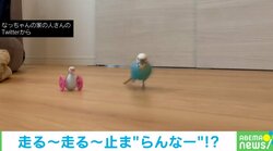 インコが高速で駆け抜ける! ペンギンのおもちゃを“キュート”な走りで追い抜く姿が可愛すぎると話題に「何という加速」「癒やしです！」
