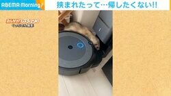 物怖じしないフェレット ロボット掃除機に挟まれても立ち向かう姿に「かわいい」「面白い」の声