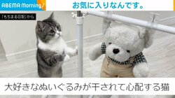 大好きなぬいぐるみが干され心配する猫 必死に助け出そうとするキュートな仕草が悶絶級