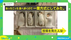 「味集中カウンターにゃ！」子ネコたちへの“画期的なご飯の出し方” 飼い主「一蘭方式にしてみた」
