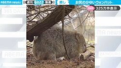 かいーよおお！木の枝にお尻を“スリスリ”擦り付け、“カキカキ”する、地上のコアラこと「ウォンバット」に癒される人続出！