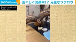 元気すぎるフクロウがワイルドに“洗顔”!? 激しい音を立てる衝撃的な水浴びシーンが話題