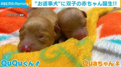 双子の“兄妹犬”誕生！抱き合って眠る姿に「ｋｋっくぁーわーいーいー!!」と悶絶の声