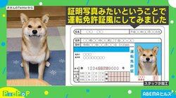 30万人のお墨付き…!? お手本のような“犬の証明写真”に「マジメで誠実そう」と称賛の声