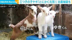 とにかく元気すぎる“生後1週間”の三つ子の子ヤギ 出産秘話に「この子たちがおなかに入っていたのか…おかあさんえらい」「誕生おめでとう！」など祝福の声