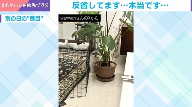 もじゅくん