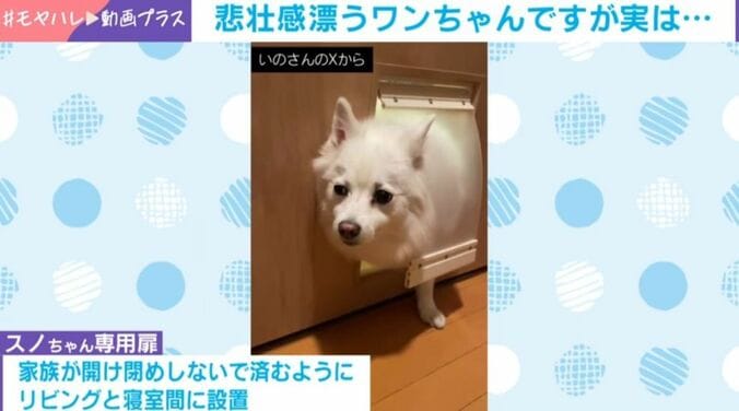 日本スピッツのスノちゃん