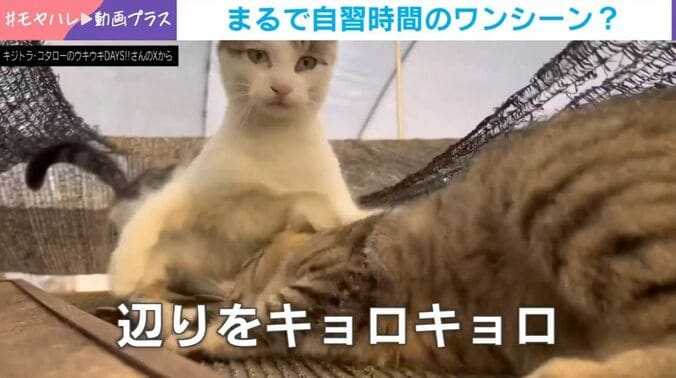 ムギくんとコナツちゃん