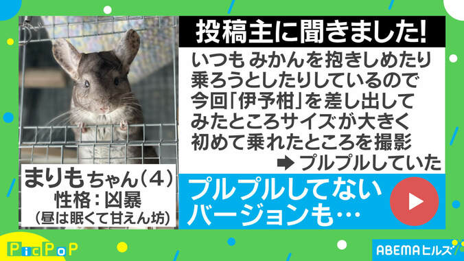 「修行中？」再生数180万回を突破！ 体幹がすごすぎるチンチラに反響相次ぐ 2枚目