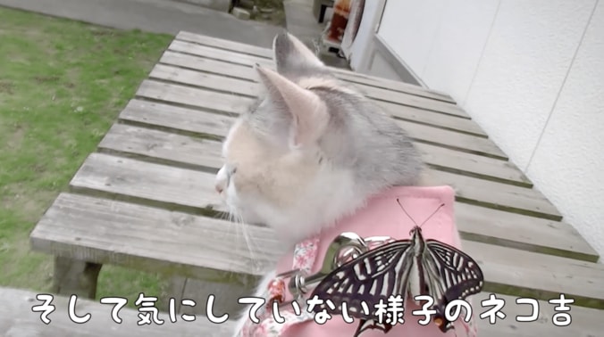 「蝶々さんこんにちは」　背中に蝶々をのせて散歩する猫 3枚目
