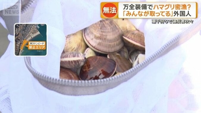 禁止エリアでとったハマグリ