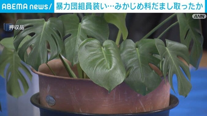 押収された植木