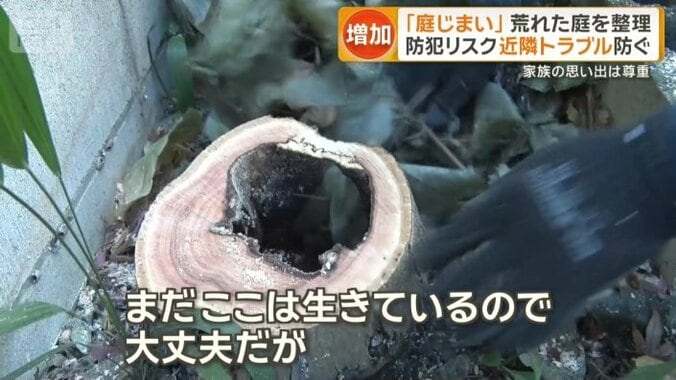 “危険な状況”が見つかったイロハモミジ