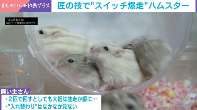 ハムスター