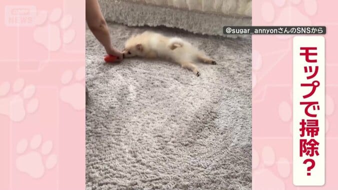 まるでモップ？