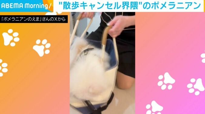 ポメラニアンのえまちゃん