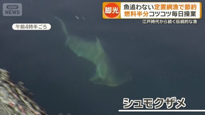大きいサメのようなものも